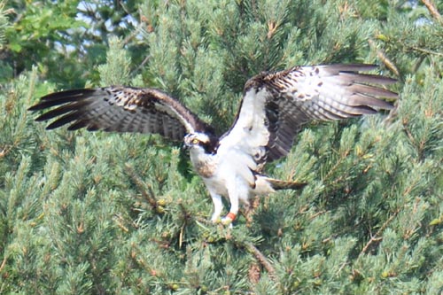 Balbuzard pêcheur