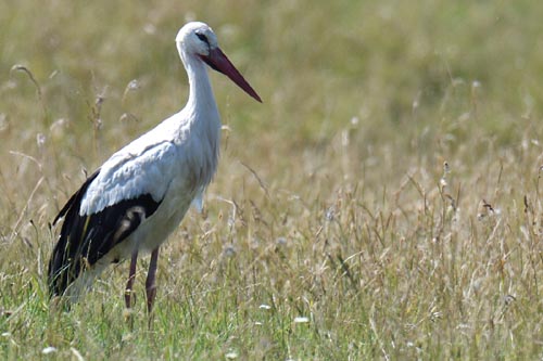Cigogne blanche