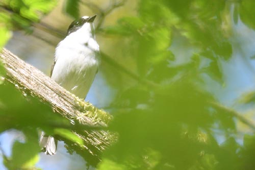 Gobemouche noir