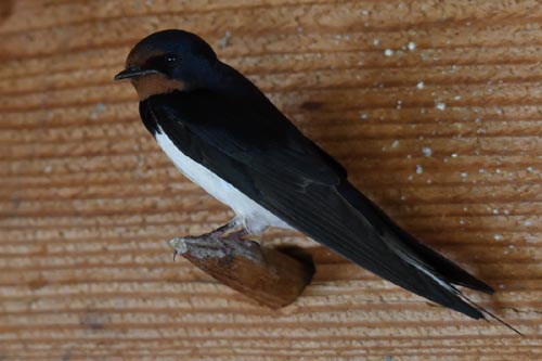Hirondelle rustique