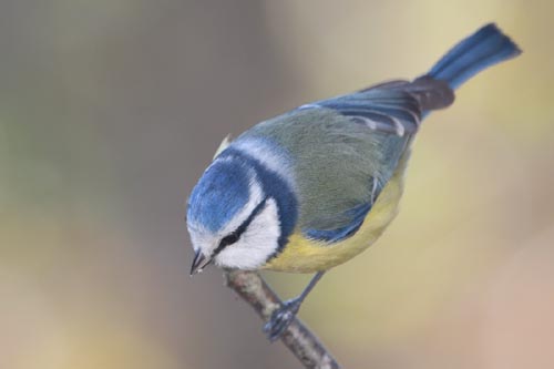 Mésange bleue