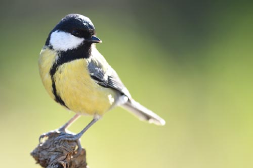 Mésange charbonnière