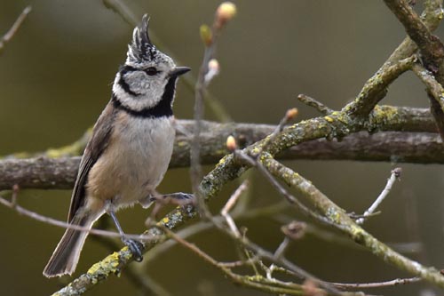 Mésange huppée