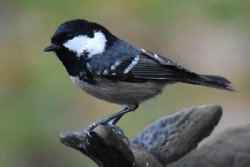 Mésange noire 