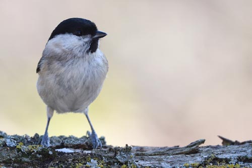 Mésange nonnette