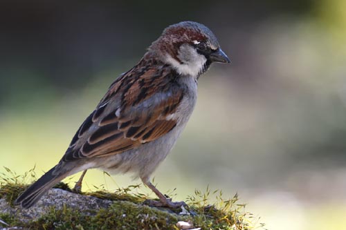 Moineau domestique