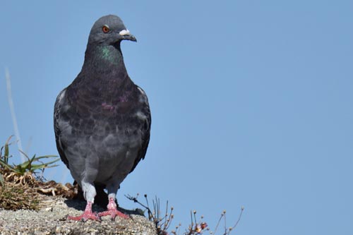 Pigeon biset