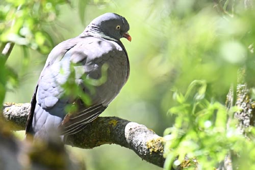 Pigeon ramier