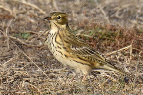 Pipit des arbres