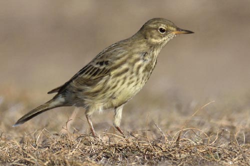 Pipit farlouse