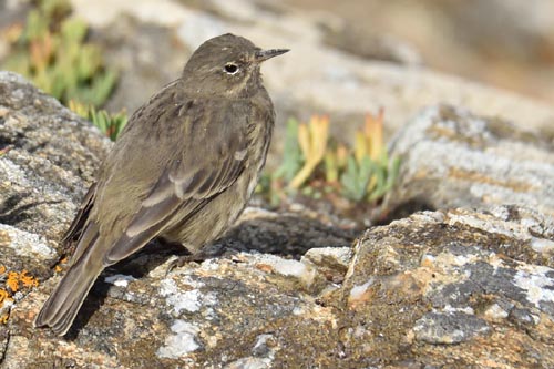 Pipit maritime