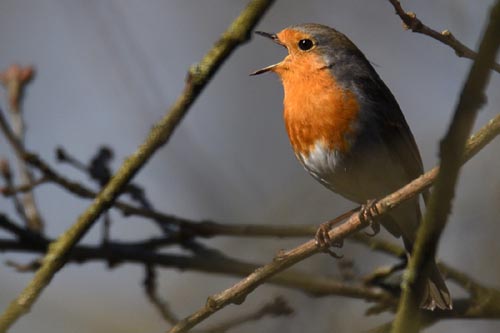 Rouge-gorge familier