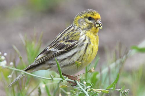 Serin cini