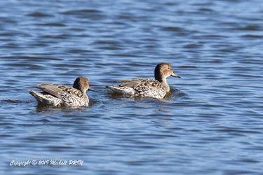 Canards pilets femelles