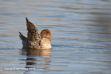 Canard pilet femelle