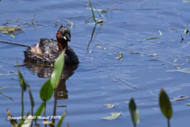 Plumage nuptial
