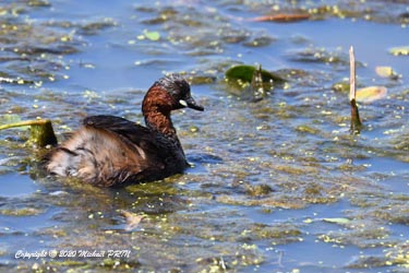 Plumage nuptial