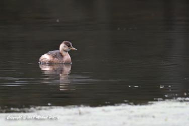 Plumage internuptial