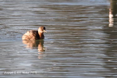Plumage internuptial