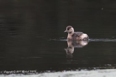 Plumage internuptial