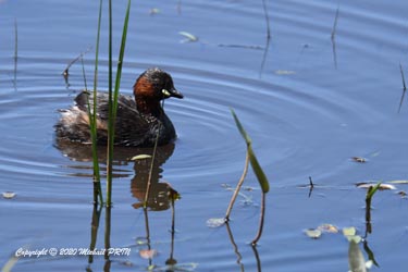 Plumage nuptial
