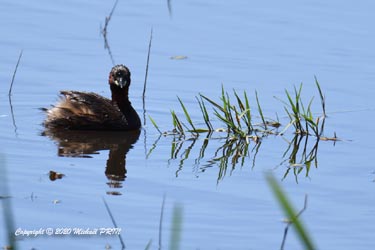 Plumage nuptial