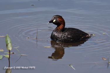 Plumage nuptial