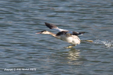 Plumage internuptial