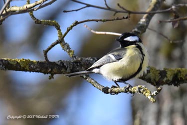 Mésange charbonnière mâle