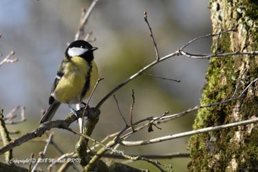 Mésange charbonnière femelle