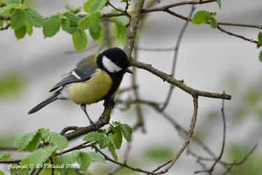 Mésange charbonnière mâle