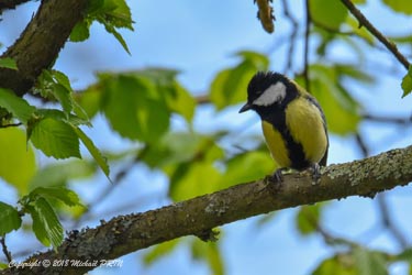 Mésange charbonnière mâle
