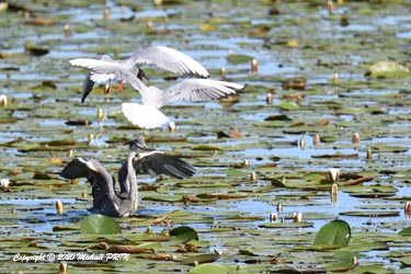 Un jeune héron cendré en quête d'oeufs se pose au sein d'une colonie de mouettes rieuses et sème la panique