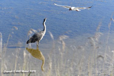 Même éloigné, certaines mouettes rieuses continuent de s'en prendre au héron