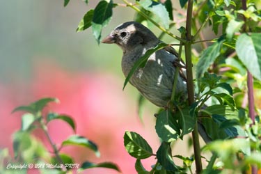 Moineau femelle