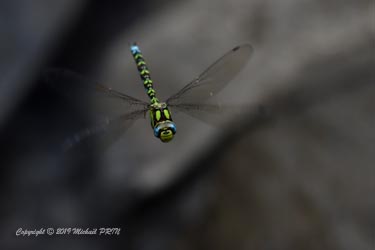 Aeschne bleue mâle