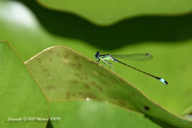 Mâle immature