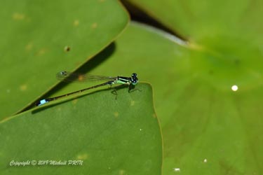 Mâle immature