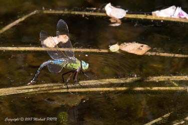 Anax empereur femelle en train de pondre