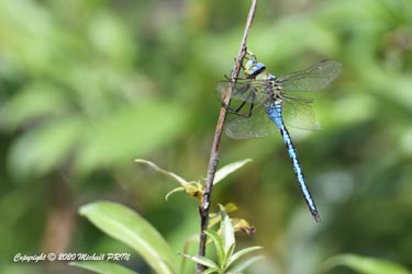 Anax empereur mâle