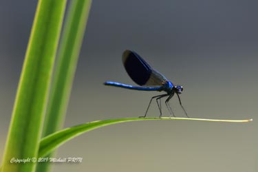 Calopteryx éclatant mâle