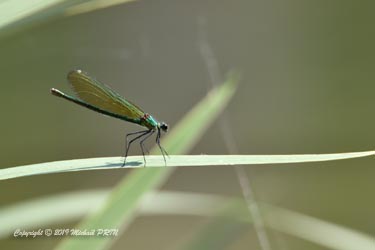 Calopteryx éclatant femelle