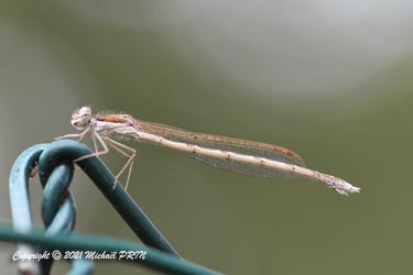 Les odonates se perchent toujours en hauteur et apprécient autant les supports naturels qu'artificiels...