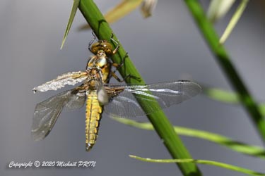 Les ailes se déploient et sèchent au soleil