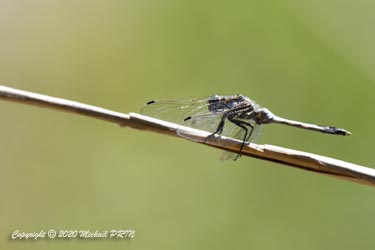 Orthétrum réticulé mâle immature