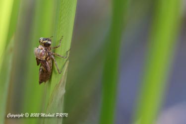9h36, la carapace se fend pour laisser apparaître le synthorax