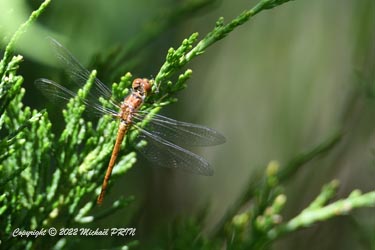 Immature