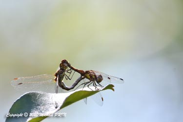 Accouplement