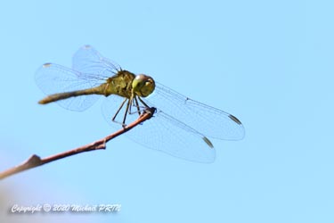 Sympétrum méridional  femelle immature