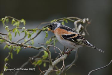 Pinson du Nord mâle plumage internuptial